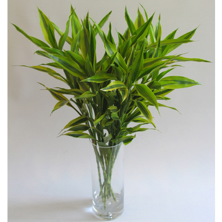 家居如何摆放风水植物