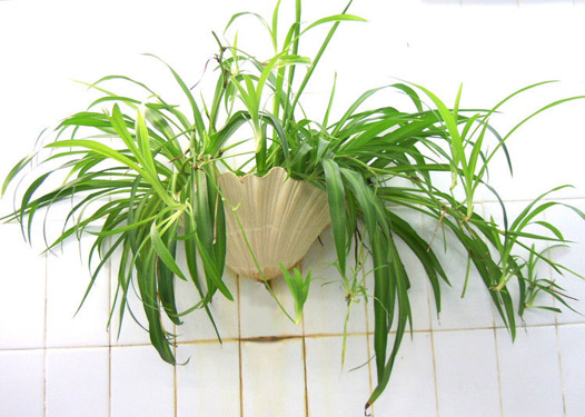 如何通过植物改善家居风水？