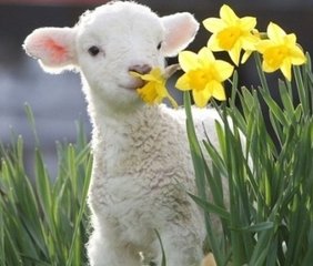 巧妙布格局:花草风水亦有“行”