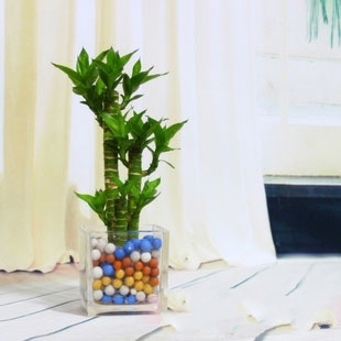 家居富贵竹的风水