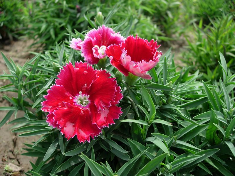 庭院里种树风水注意事项